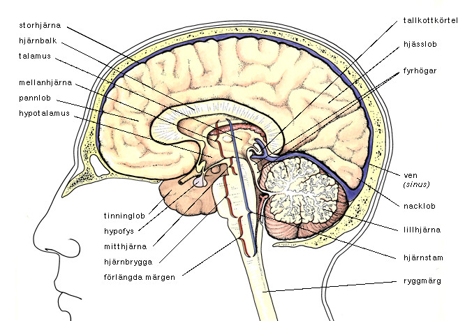 huvudvärk vänster hjärnhalva