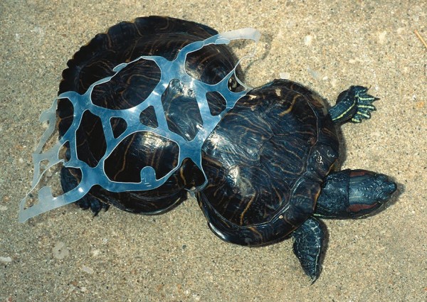 Bildresultat för sköldpadda plast
