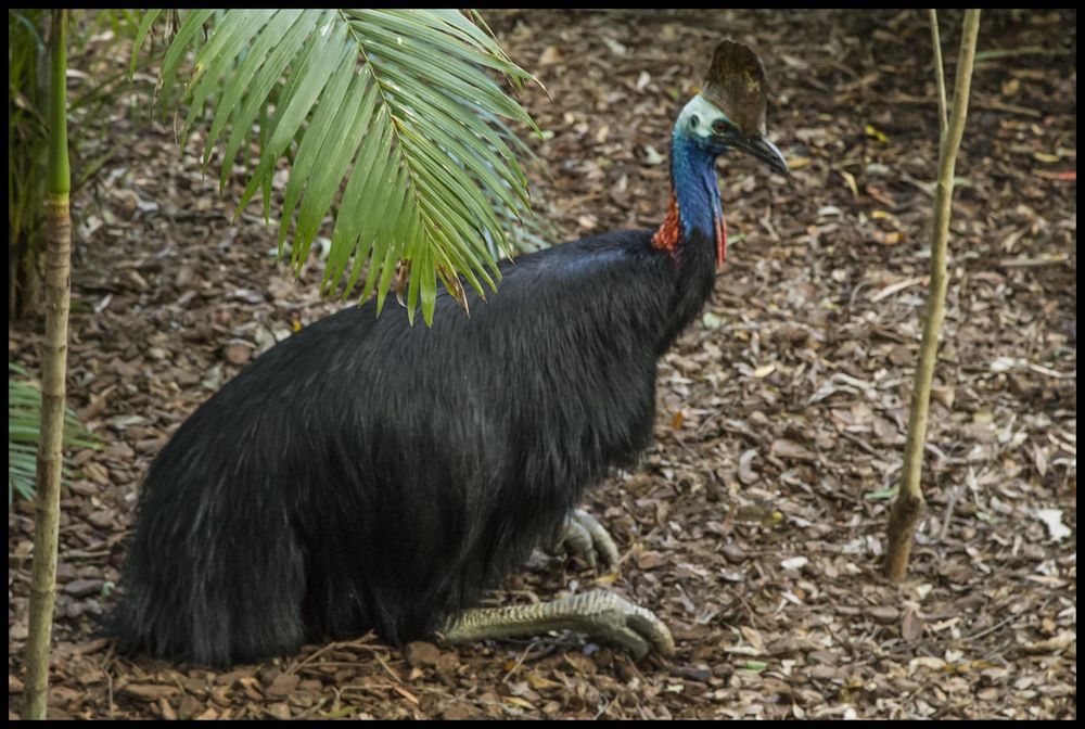 cassowary / kasuar coola och farliga fåglar djur i Australien
