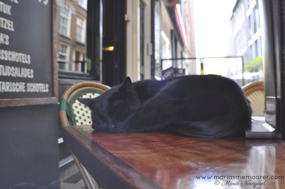 katt på café i Amsterdam, Holland