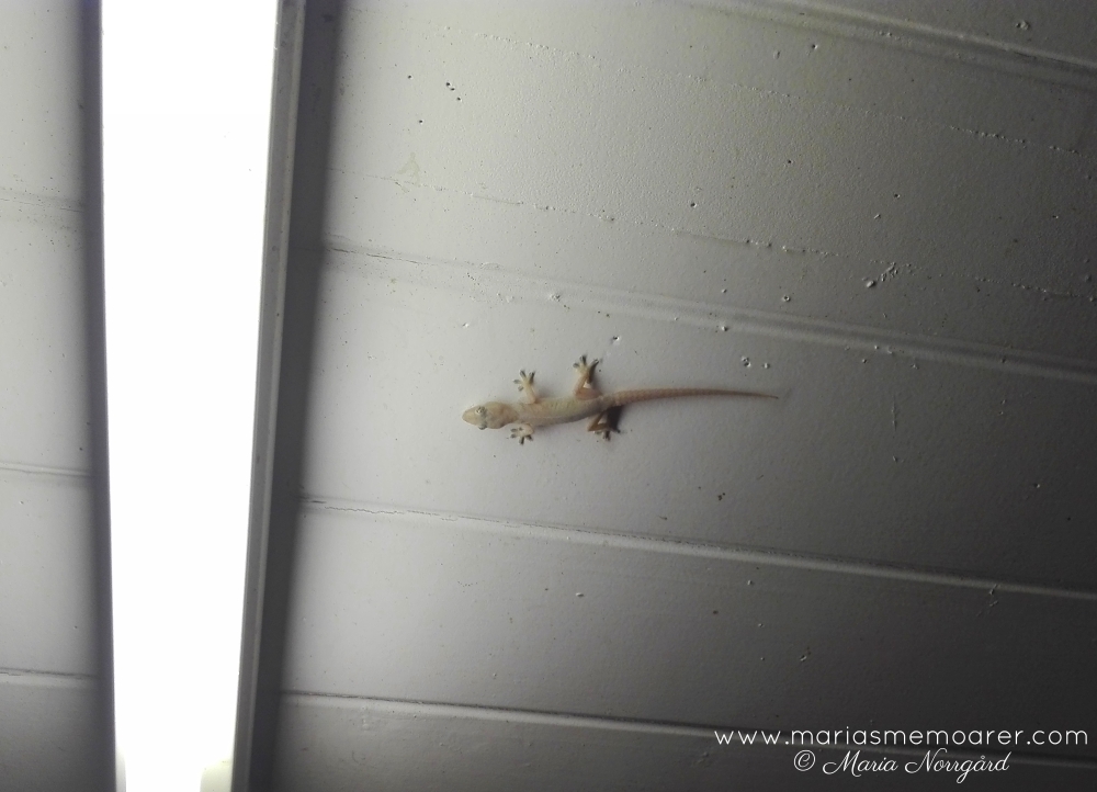 geckoödla / gecko, Brisbane, Australia