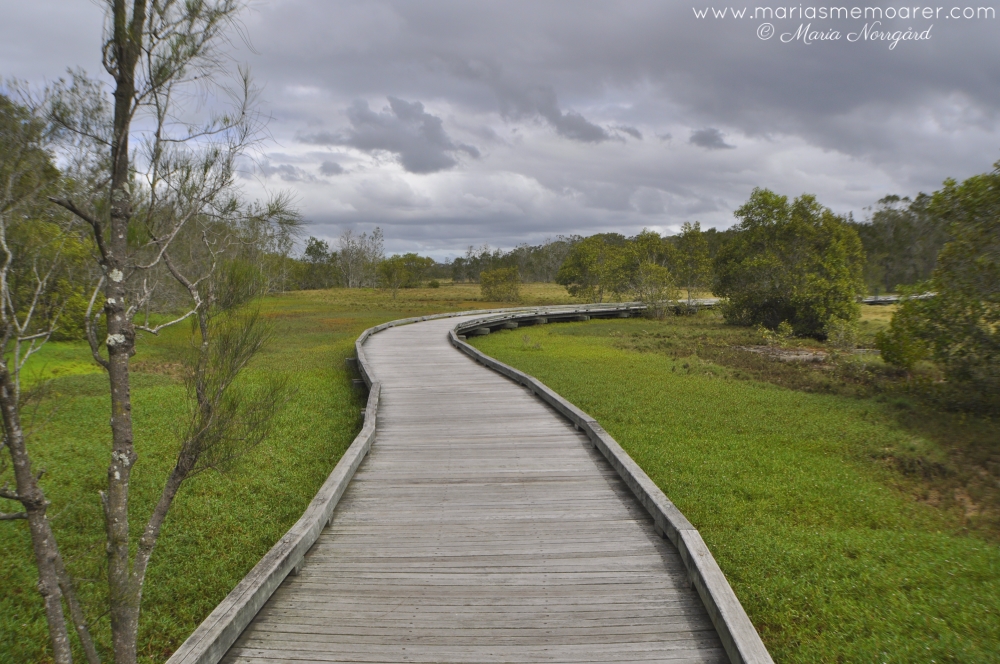 Billai Dhagun walking track in Boondall Wetlands, Brisbane / vandringsled genom skog och våtmarker i Brisbane