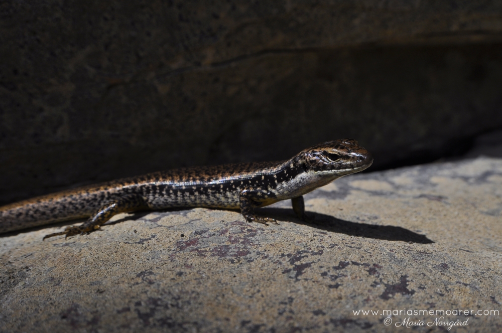 ödlor i Australien - vattenskink / lizards in Australia - Blue Mountains Water Skink