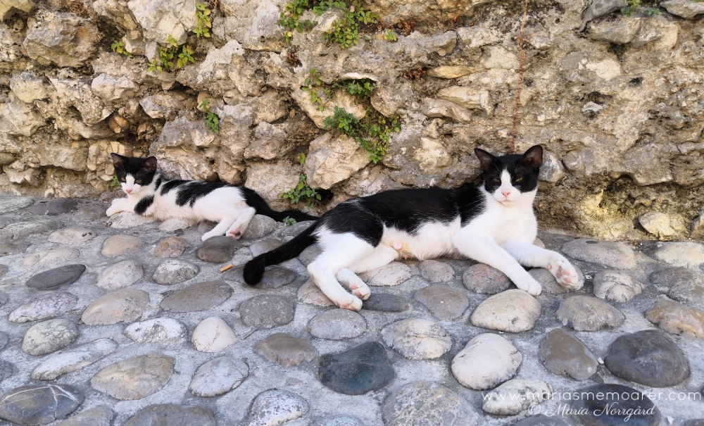 kattdestinationer - Mostar Bosnien