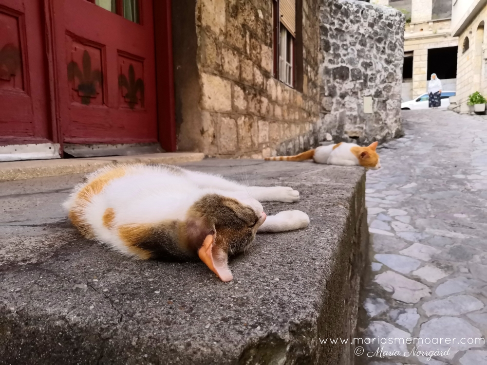 katter på resor - Mostar Bosnien och Hercegovina
