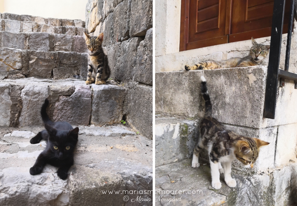 kattungar, katter, Kotor, Montenegro