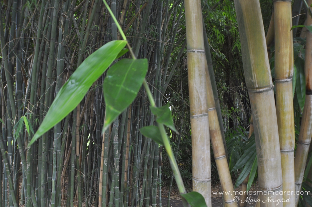 bambudunge i Brisbane botaniska trädgård