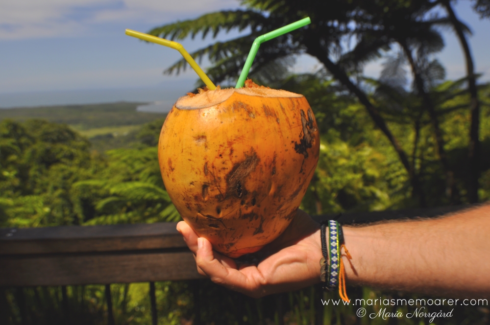 Daintree regnskog - färsk kokosnöt