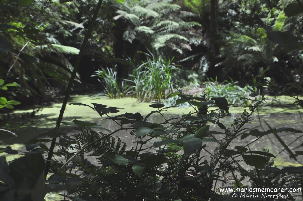a small swamp on top of 1000 Steps walk, Dandenong Ranges