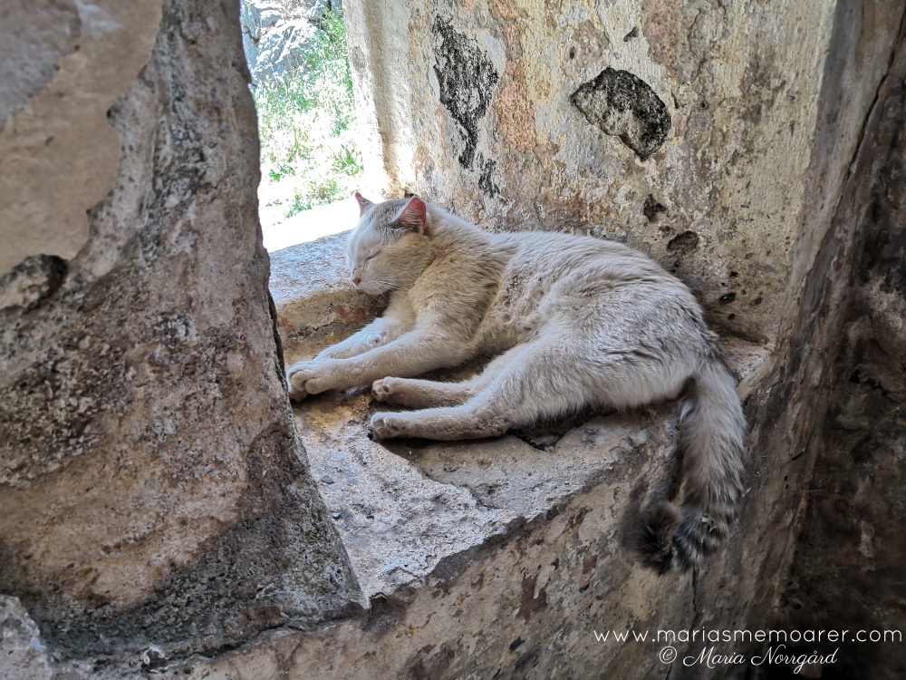 cats of Montenegro, Kotor mountain