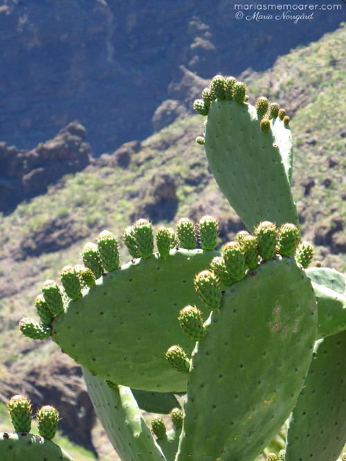 fotoutmaning grönska - kaktus teneriffa kanarieöarna