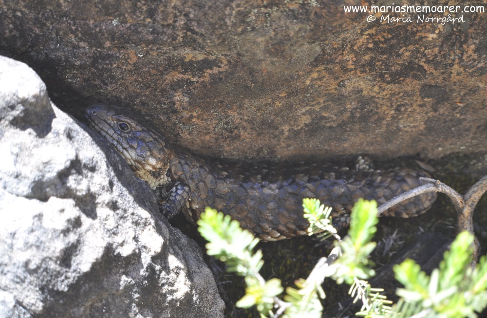 lizard in Grampians, Australia: Tiliqua Rugosa - ödla i Victoria, Australien, stubbsvansskink