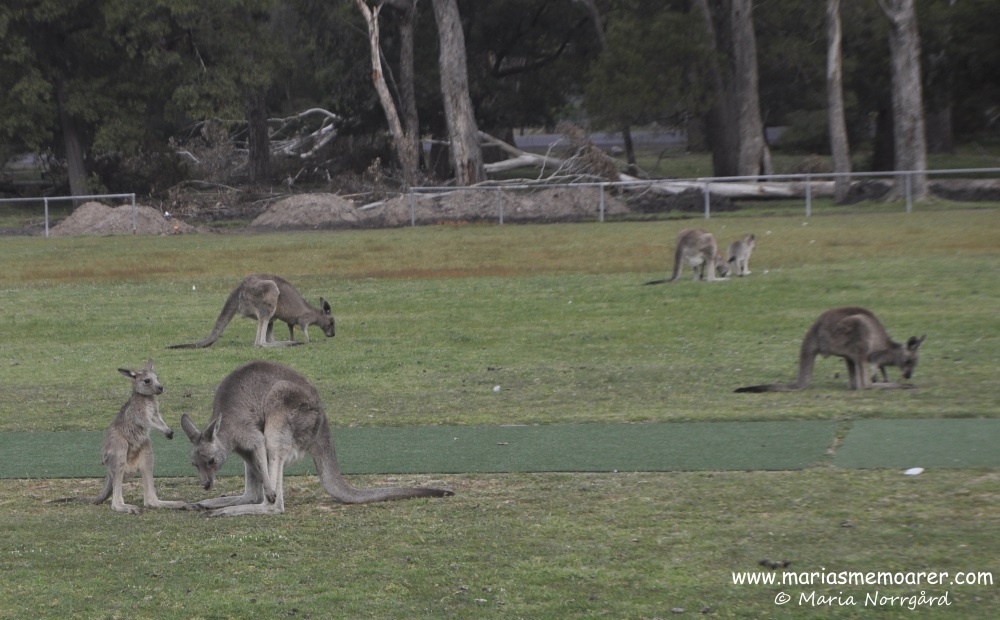 kängurubebis/unge i Victoria, Australien