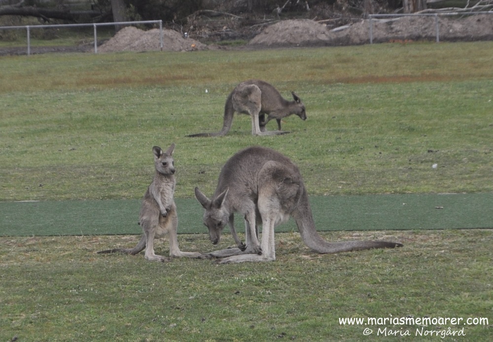 baby kangaroo Grampians Australia