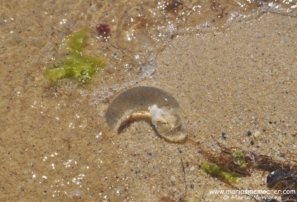 this jelly looking thing is an egg sack from the conical sand snail, NOT a jellyfish - Half Moon Bay Beach, Melbourne