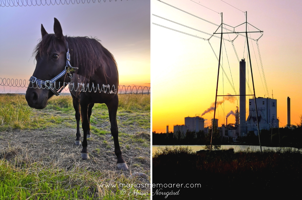 sunset auringonlasku - horse hevonen - UPM Kymmene Pietarsaari