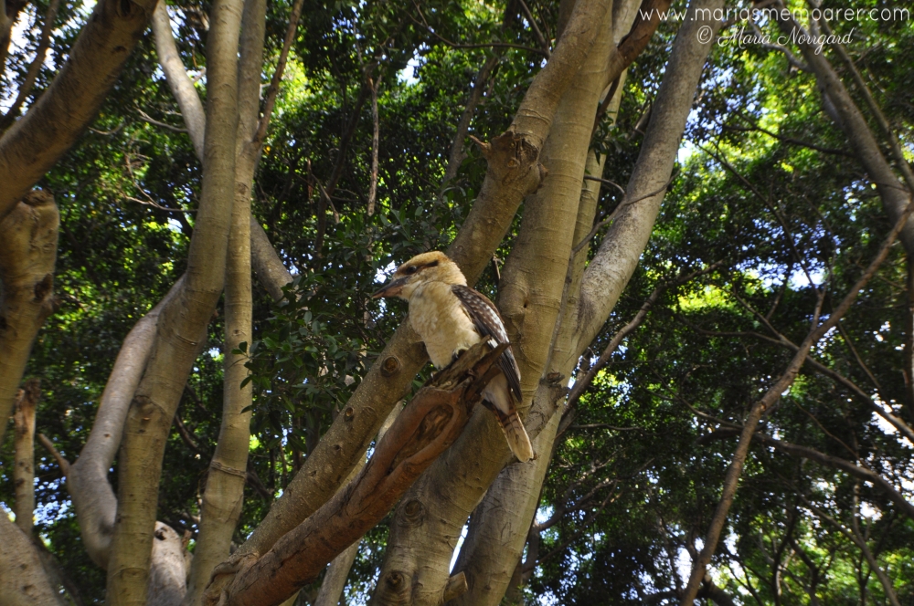 Kookaburra nära Hermitage Foreshore Walk i Sydney, Australien / Australia