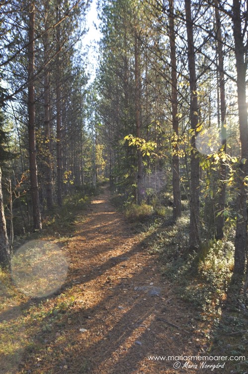 skog, Vörå, Österbotten - nära Kackurlampen