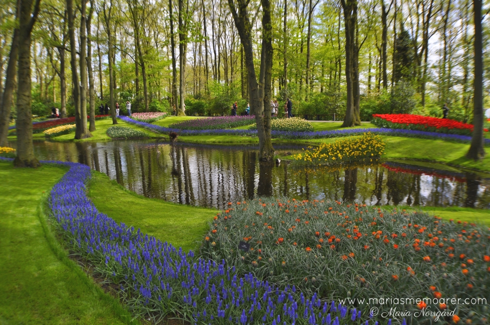 fotoutmaning grönska - vår i keukenhof blomsterpark nederländerna