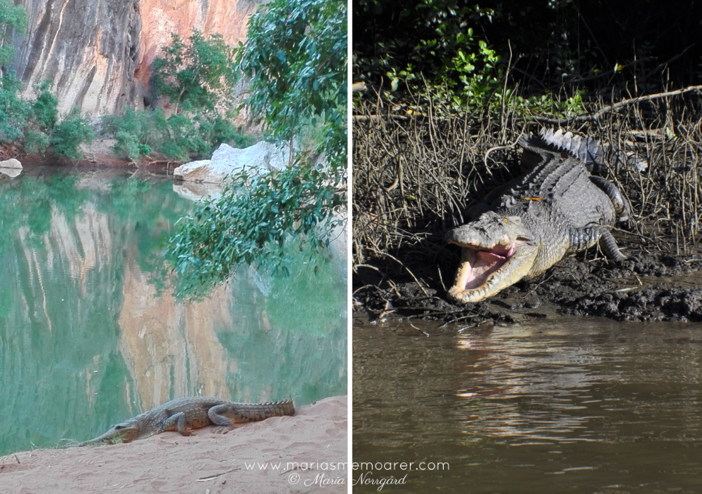 krokodiler i Australien - sötvattenkrokodil och saltvattenkrokodil
