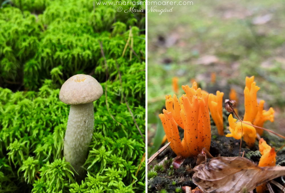 funny-looking mushrooms - hauskat sienikuvat