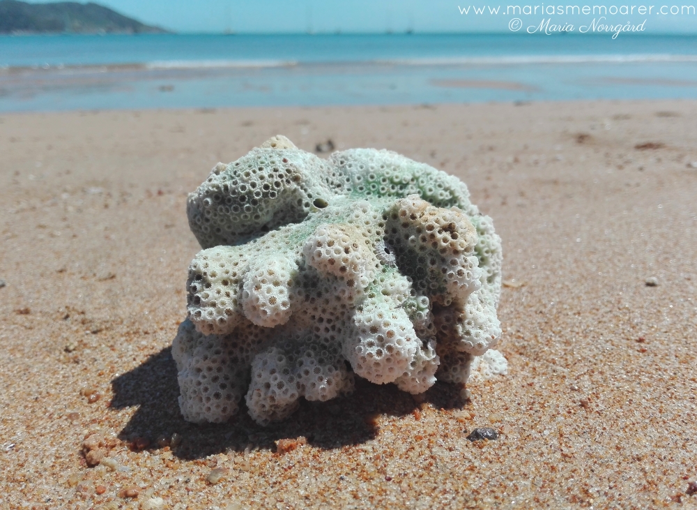 uppsköljda koraller på Magnetic Island vid Australiens östkust