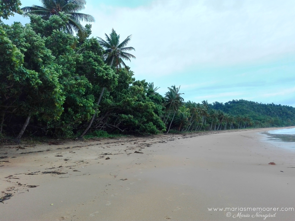 Mission Beach med kokospalmer, Queensland, Australien