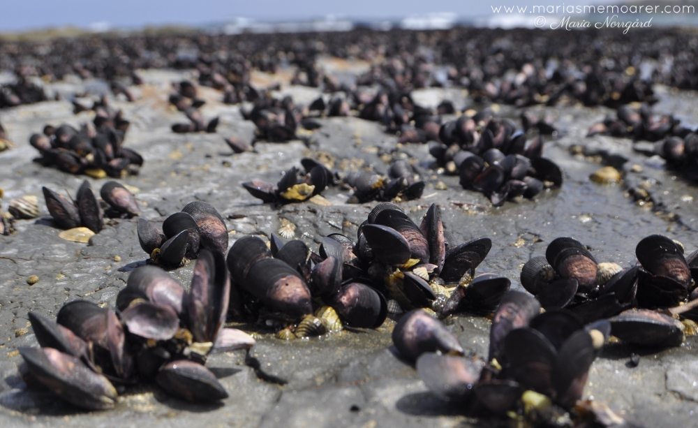 Musslor på södra Australiens stränder / Molluscs on Phillip Island, Victoria, Australia