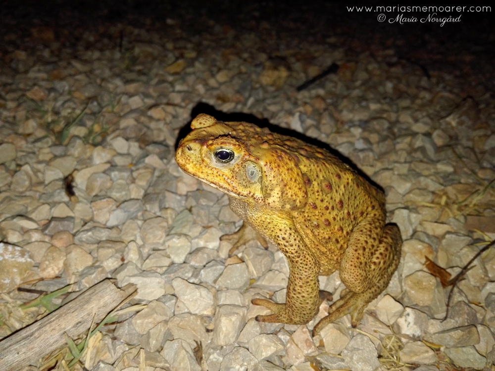 Australian feral wildlife - cane toad / djur i Australien som hotar faunan - agapadda