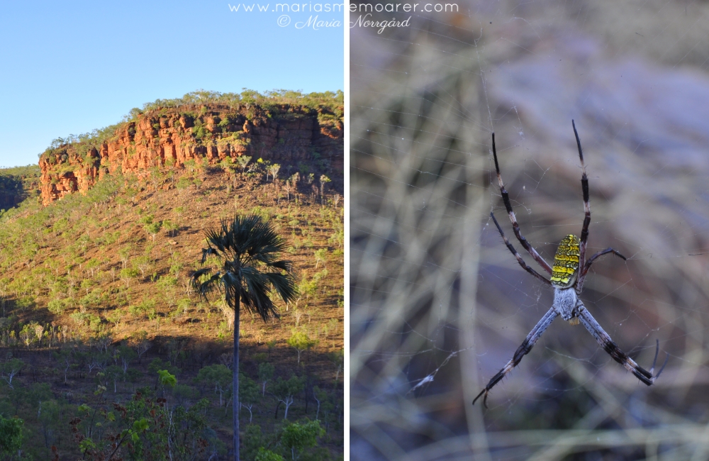 spindlar i Australien / spiders in Australia