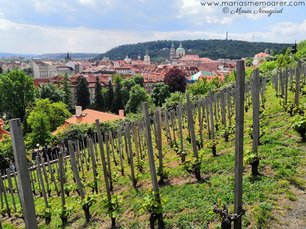 vingård: St Wenceslas Vineyard vid Pragborgen, Prag, Tjeckien