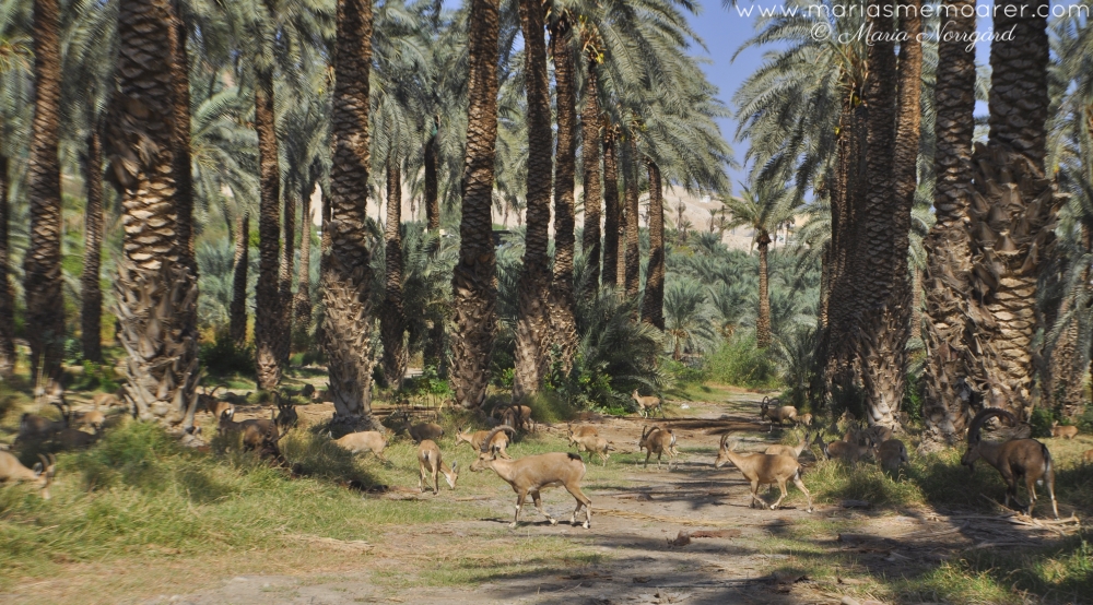 djur (getdjur) i Israel: nubisk stenbock