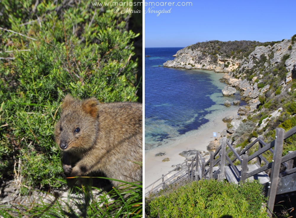 top things to do in Perth, Western Australia - topp saker att göra i Perth, Australien: Rottnest Island