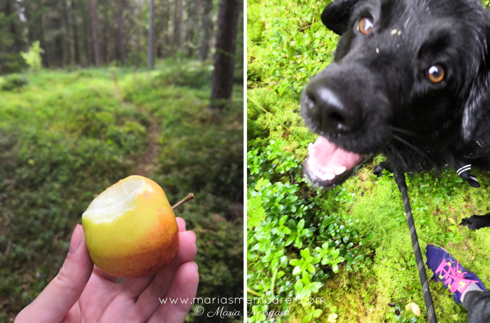 promenera i skog och mark - hund - äpple