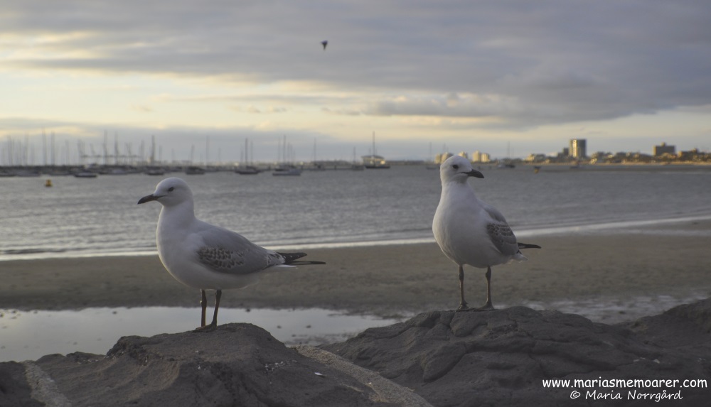 Seagulls, St Kilda, Melbourne