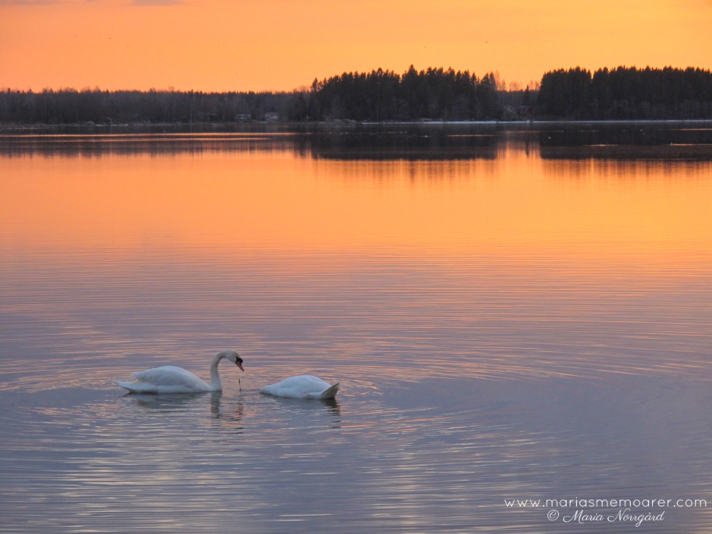 nordens fyra årstider: vår - Finland 100, Naturens dag blir en ny flaggdag