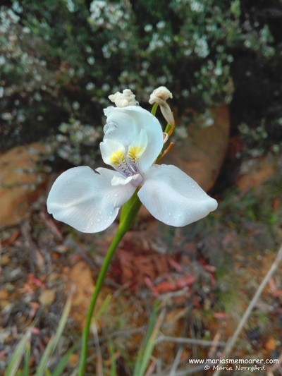 wild orchid in Tasmania / vild orkidé i Tasmanien