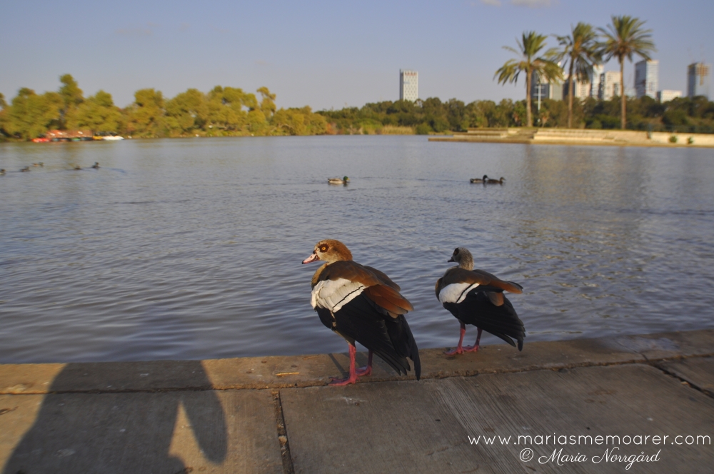 Yarkon Park i norra Tel Aviv - promenera och titta på fåglar