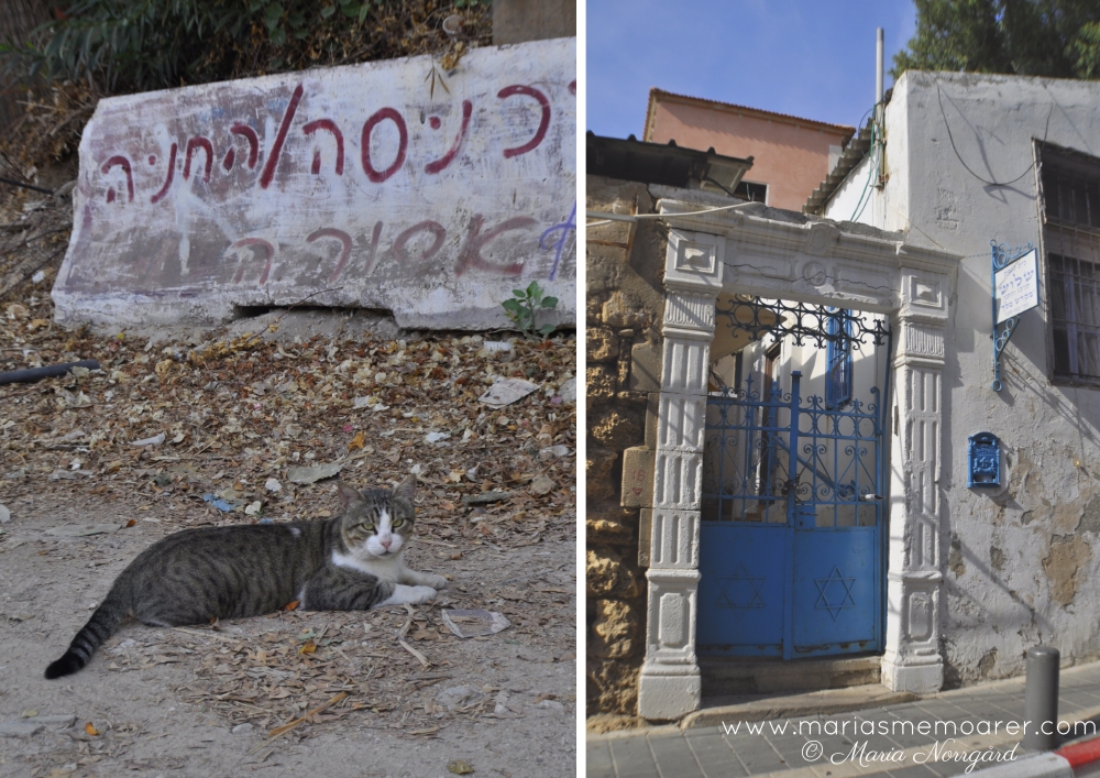 Neve Tzedek, Tel Aviv - synagoga och katt