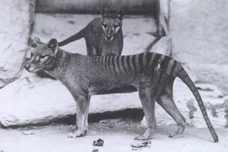 tasmanian tiger / pungvarg Australien djur
