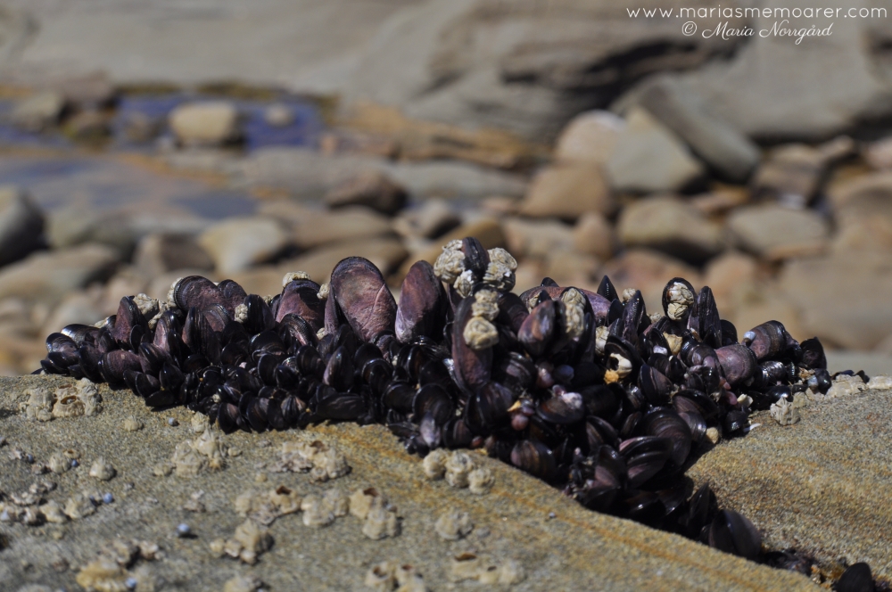 Southern Australia, Victoria - molluscs / Södra Australien, musslor