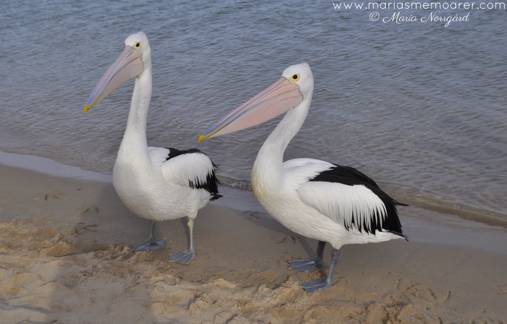 djur i Australien - pelikan / aussie wildlife and fauna - pelican