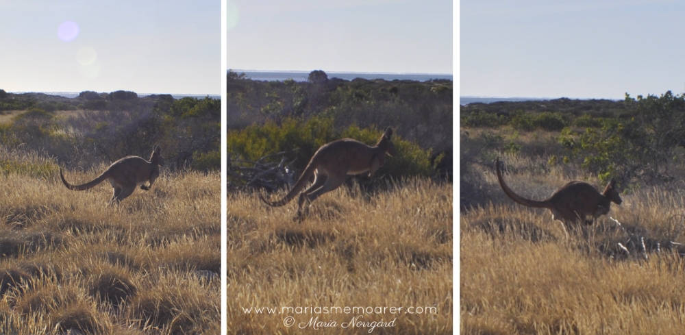 Aussie wildlife - kangaroo / djur i Australien - känguru