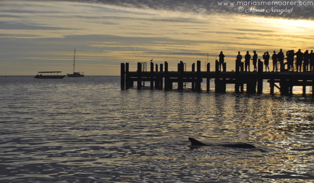 soluppgång och delfiner i Monkey Mia, Australiens västkust