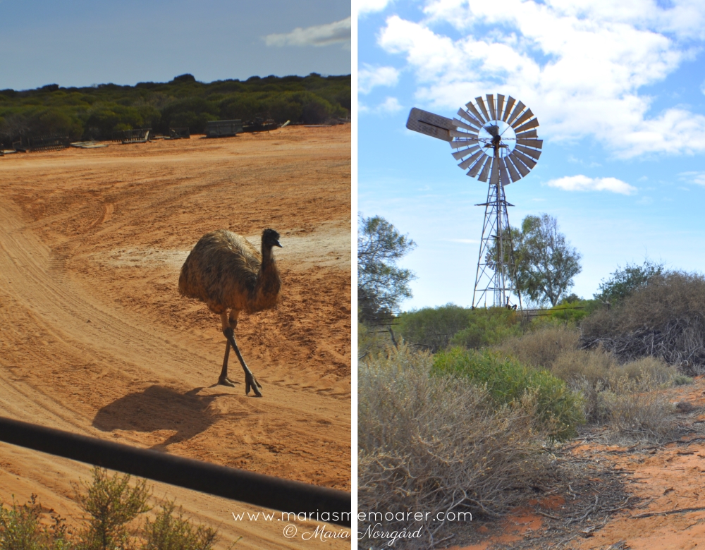 emu i västra Australiens outback
