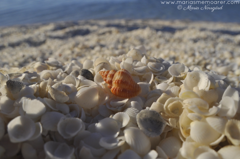 Shell Beach - stranden som består enbart av snäckor - Australien