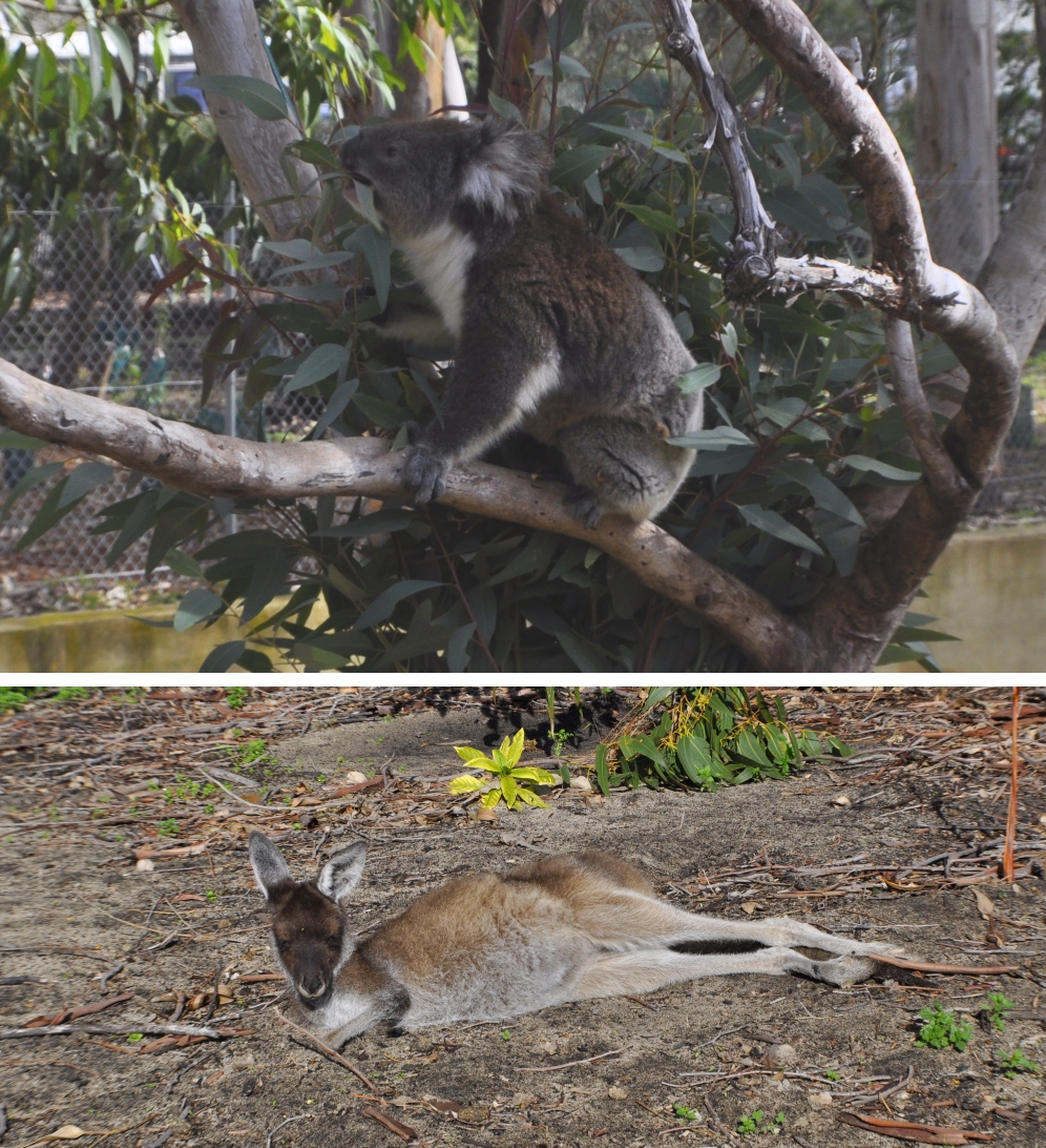 koala och känguru i Yanchep nationapark, WA Australien