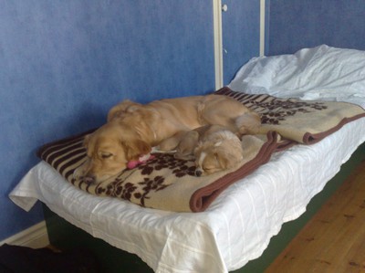 Tara med sin store bror Kurt, vilar eftermiddag :)