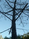 Spike tree