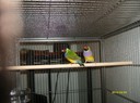 My Gouldian Finches